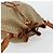 Céline Borsa a Spalla CELINE Macadam Canvas PVC Beige Oro Auth ti3982 D'oro - vista 6