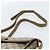 Borsa GUCCI GG Supreme Web Sherry Line PVC Beige Oro 904 02 084 Auth ep14773 D'oro - vista 8