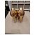 Autre Marque San Marina Goldene Leder-Pumps - Ansicht 4