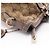 Gucci Sukey GG Canvas 2-Way Handtasche Braun Beige - Ansicht 10