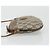 GUCCI GG Supreme Old Shoulder Bag PVC Beige Oro 378 02 020 Auth am11912 D'oro - vista 4