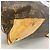 Borsa Tote Louis Vuitton Monogram Wilshire MM Marrone - vista 6