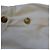 Camiseta Alexander McQueen con botones decorados en algodón blanco - vista 9
