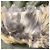 Autre Marque Abrigo de lana con forro Woolrich Castaño Verde Caqui - vista 13