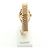 Rolex Datejust Gold Damenuhr Original mit Diamanten Golden - Ansicht 6