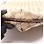Borsa a Spalla Gucci GG Canvas Marrone Beige - vista 7