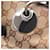 Borsa Tote Gucci Eclipse GG Canvas Marrone Beige - vista 8