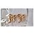 Mai indossati - Orecchini con fiocco DIOR - con clip Bianco D'oro Gold hardware - vista 14
