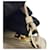Prada Triangle Nylon Schultertasche Beige - Ansicht 7