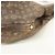 Louis Vuitton Monogram Idylle Rhapsody MM Schultertasche Anthrazitgrau - Ansicht 7