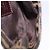 Borsa a Mano Mini Croissant FENDI Zucca Canvas Nero Marrone Argento Auth ka5829A - vista 12