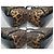 Dolce & Gabbana Borsa a tracolla leopardata Nero - vista 8
