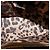 Borsa a mano Dolce & Gabbana Miss Sicily Large in pelle marrone - vista 6