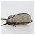 GUCCI GG Supreme Web Sherry Line Shoulder Bag PVC Beige 904 02 047 - vista 5