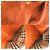 Burberry Small Canterbury Nova Check Ledertasche Orange - Ansicht 6
