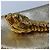 Borsa a tracolla in pelle con catena e ciondolo Tiger Head Gucci D'oro - vista 9