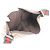 Borsa a tracolla in pelle Gucci GG Canvas Sherry Line Marrone - vista 7