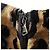 Dolce & Gabbana Dolce&Gabbana Samtkleid Braun Schwarz Hellbraun - Ansicht 12