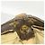 Louis Vuitton Monogram Looping GM Shoulder Bag Brown - view 7