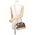 Bolso de mano Louis Vuitton Alma BB Monogram Castaño - vista 5