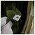 PRADA Handtasche Saffiano Leder Green Gold Auth 207400V Golden Grün - Ansicht 10