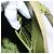 PRADA Handtasche Saffiano Leder Green Gold Auth 207400V Golden Grün - Ansicht 30
