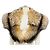 Autre Marque Brooks Brothers Cape aus echtem Fuchsfell in Beige Kamel