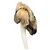 Autre Marque Brooks Brothers Cape aus echtem Fuchsfell in Beige Kamel - Ansicht 2
