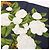 Chanel Coco Mark Camellia Silk Scarf Multiple colors Navy blue - view 4
