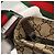 GUCCI GG Canvas Web Sherry Line Shoulder Bag Beige Green Red 189751 - vista 9