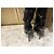 Chanel Botas Over-the-Knee em Couro Preto - vista 4