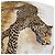 Hermès Hermes Carre Geant 140 Pantherapaldus Leopard Shawl - vista 9