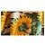 Dolce & Gabbana Stola in Seta Girasoli e Stampa Zebra - vista 5