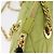 PRADA Bolsa de Ombro com Corrente Nylon Lime Green Gold - vista 19