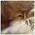 Céline Borsa a secchiello con coulisse Triomphe Macadam Beige Borsa a tracolla (Usata, pochette inclusa) - vista 12